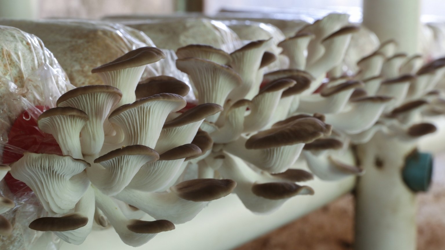 How to Grow Mushrooms at Home: A Beginners Guide