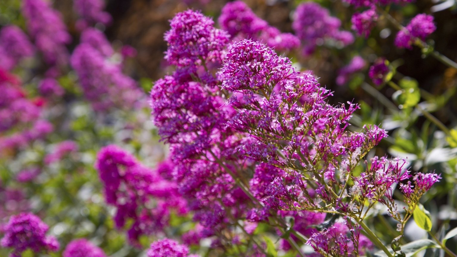 7 Reasons You Shouldn't Plant Butterfly Bush