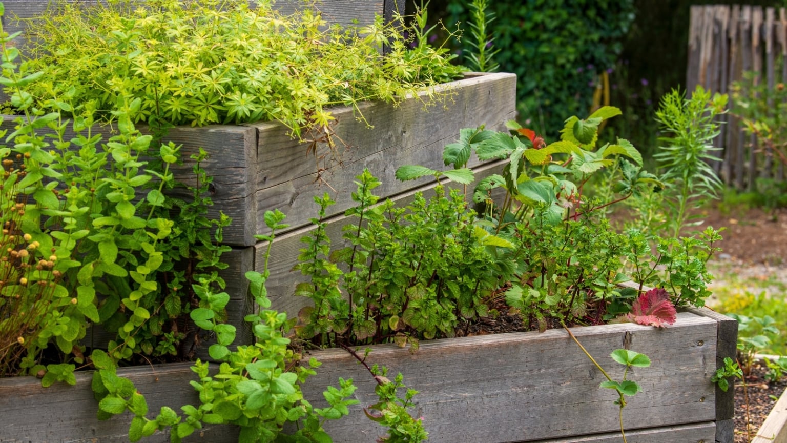 Wood vs. Metal Raised Beds Which is Better?