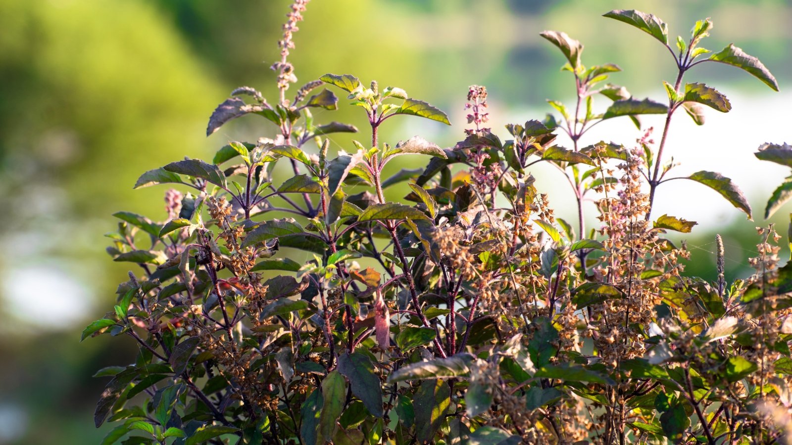 Un primo piano di foglie verde brillante di Basilico Santo (Tulsi).