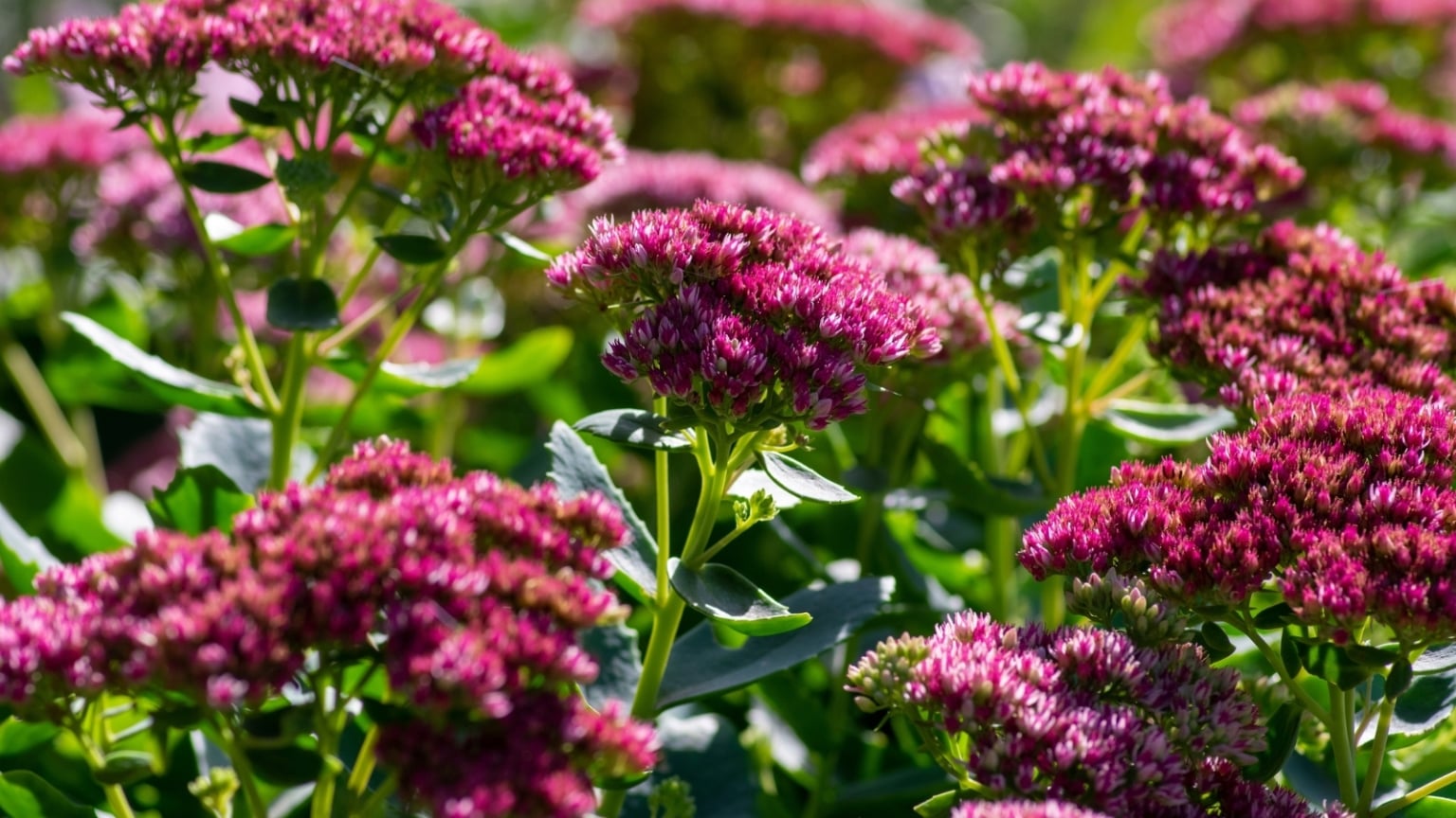 21 Flowers to Plant in June