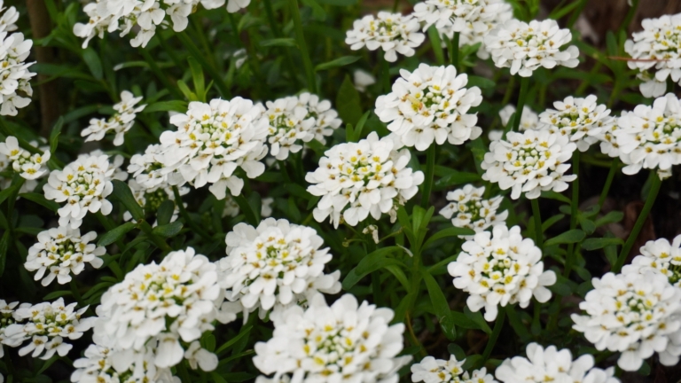 thumbnail image 2 of Candytuft Tall Mix Flower Seeds – 50+ Seeds, Pink Lavender White, Easy Grow, Iberis 2 of 2