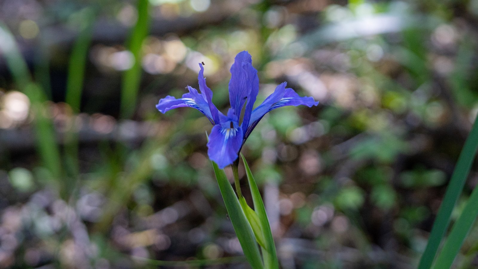 Iris douglasiana exhibits erect stems carrying striking, iris-like blooms in shades of blue, complemented by slender, sword-shaped leaves.