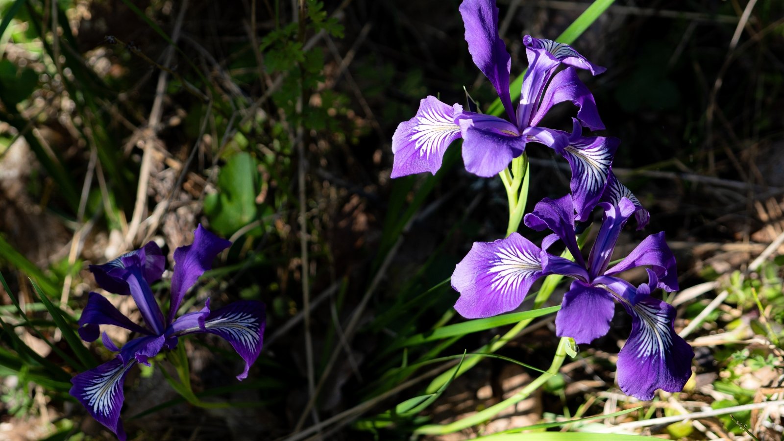 Iris tenax presents sturdy stems bearing vibrant, iris-like blooms in shades of purple with white patterns, accompanied by long, sword-shaped leaves.
