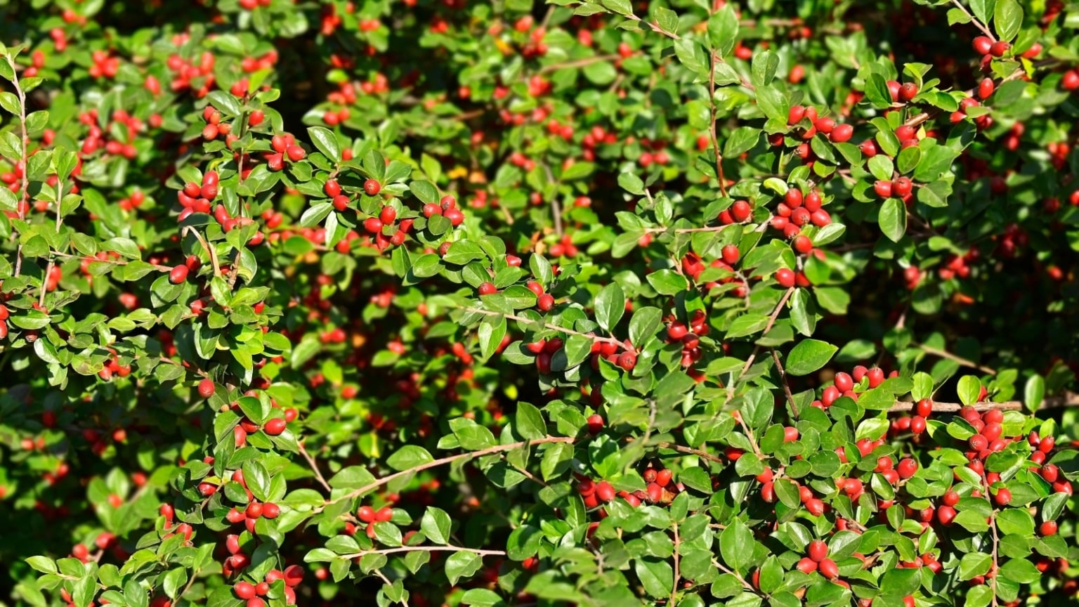 21 Showy Shrubs to Plant Instead of Japanese Barberry