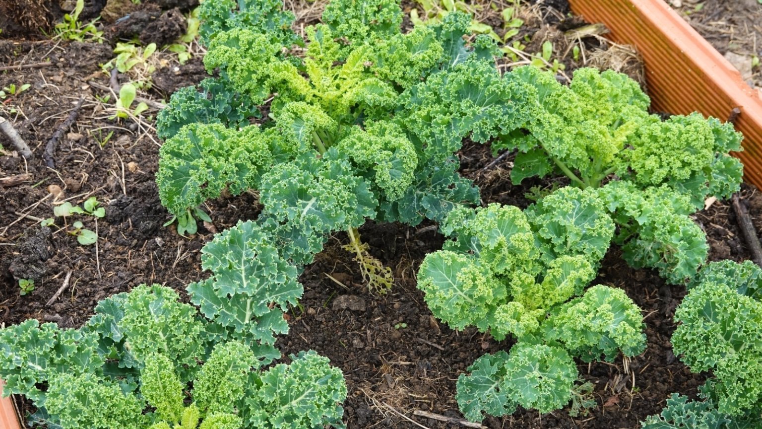 21 Best Vegetables to Grow in Raised Beds