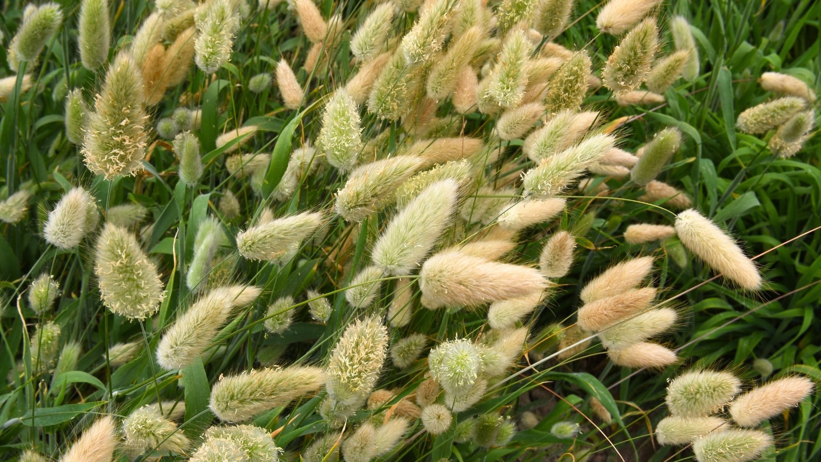 Close-up of blooming ornamental grass Lagurus Ovatus which is characterized by fine, arching green leaves and pale, fuzzy flower tufts reminiscent of rabbit tails.