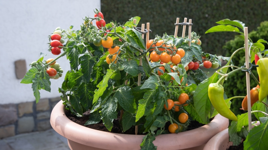 13-best-tomato-varieties-to-grow-in-pots-and-containers