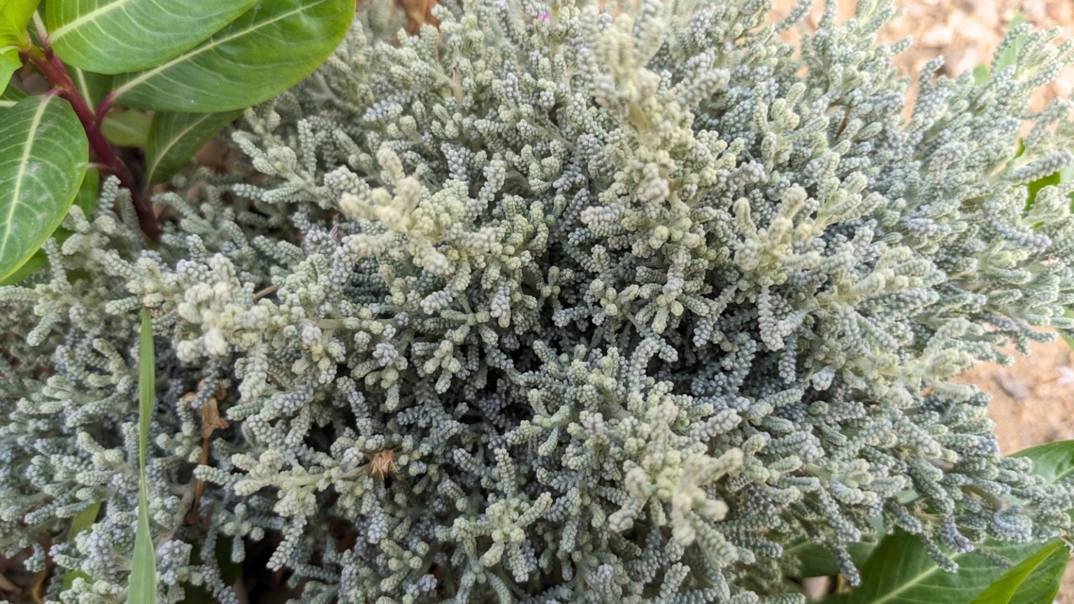 19 Best Shrubs to Plant in September