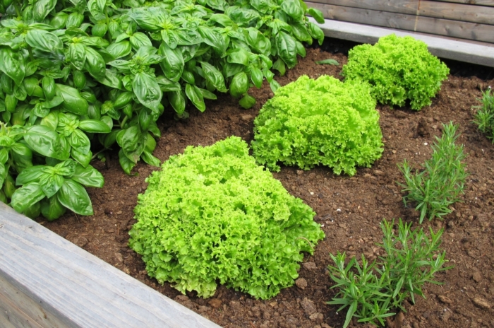 A raised wooden bed boasts orderly rows of vibrant basil, crisp lettuce, and fragrant rosemary, creating a lush garden scene ripe with culinary possibilities.