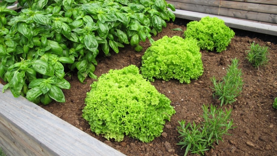 27 Easy-to-Grow Vegetables for Raised Beds