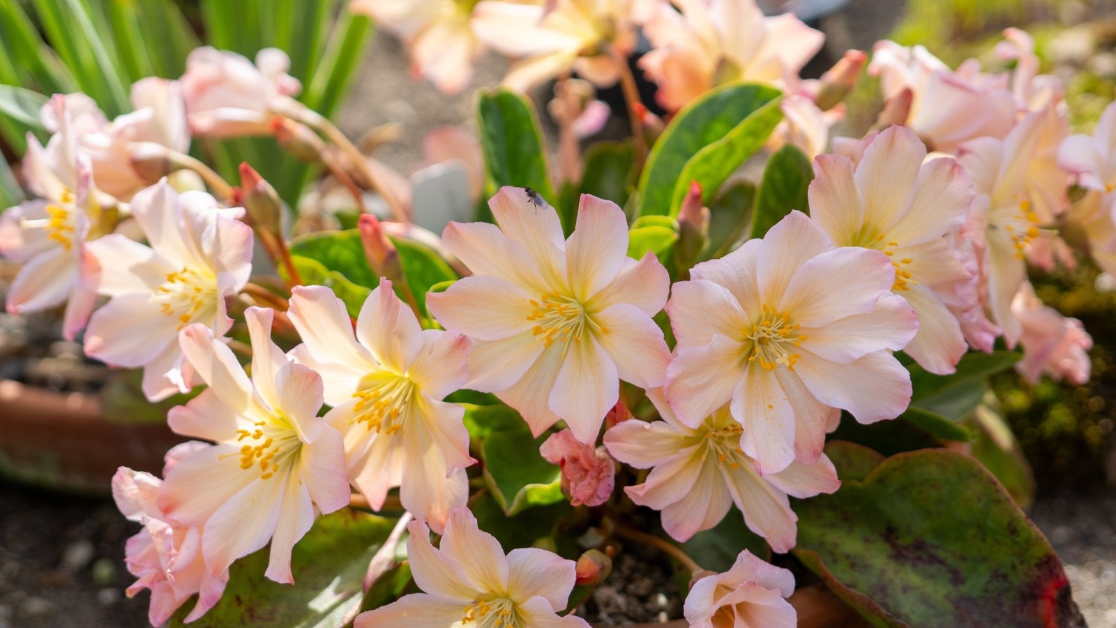 Lewisia displays low, compact stems with showy, trumpet-shaped flowers of delicate cream color with pink blush, atop rosettes of succulent leaves.