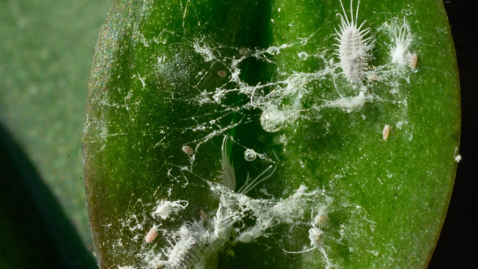 How to Prevent Buds Dropping From Your Christmas Cactus Bugs On Christmas Cactus