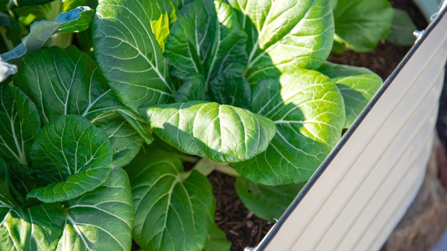 Wood vs. Metal Raised Beds Which is Better?