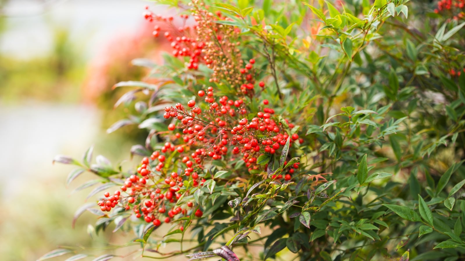A lush heavenly bamboo shrub, adorned with red berries and leaves, catches the sunlight, creating a dazzling display of natural beauty in the garden.