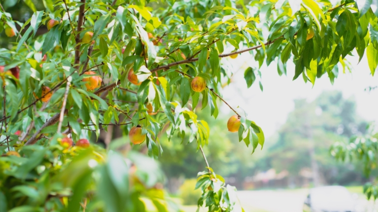 How to Start Your Own Mini Backyard Orchard