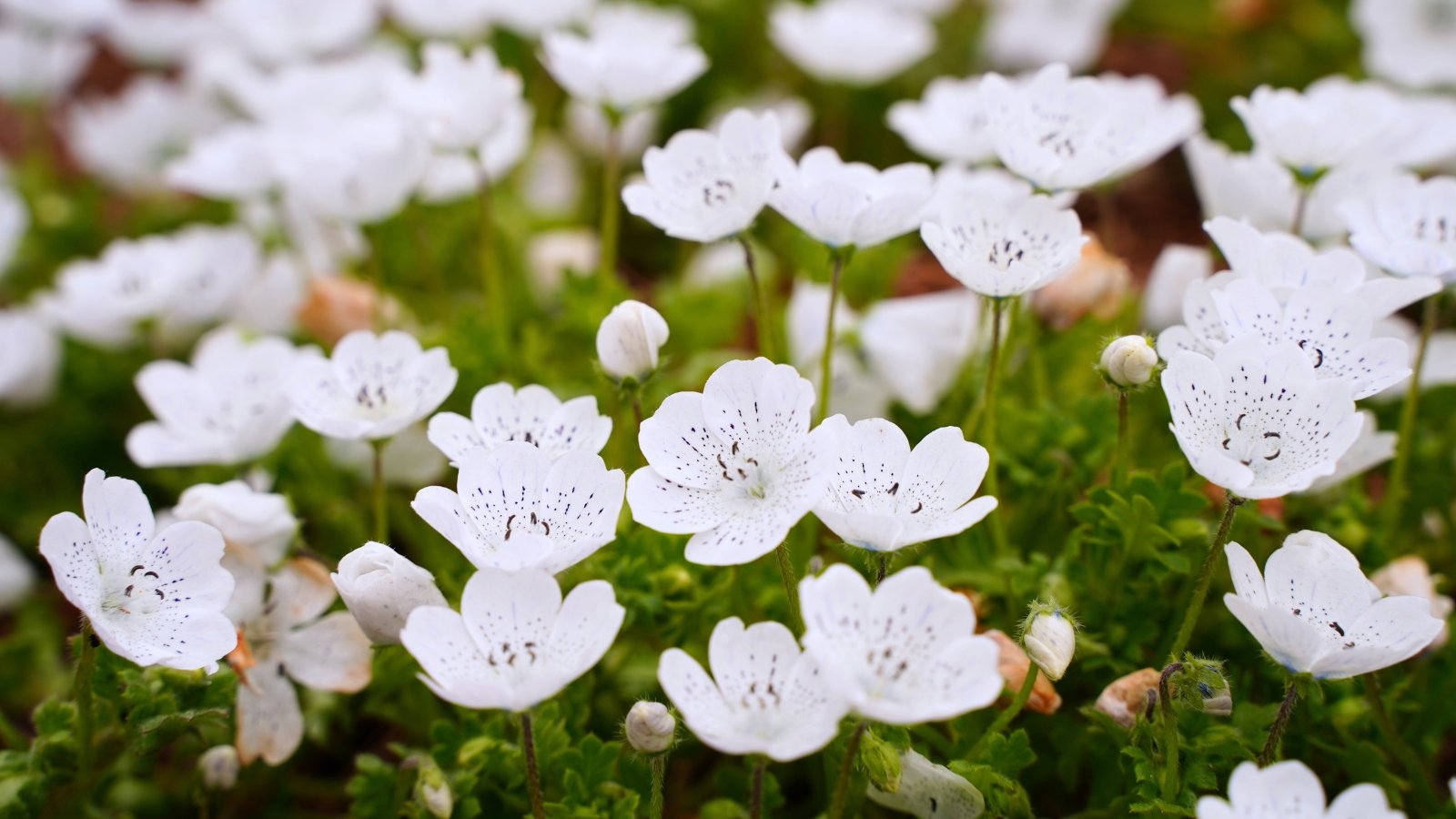 Nemophila menziesii var. atomaria displays delicate, lobed leaves and dainty, white flowers adorned with black freckles.