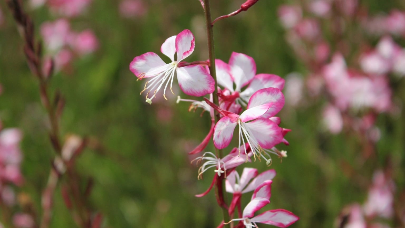 11 Different Types Of Gaura Flowers For Your Garden 11-different-types-of-gaura-flowers-for-your-garden