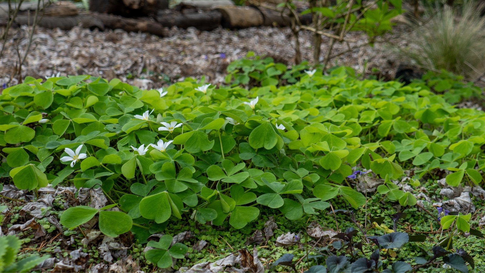 Oxalis oregana exhibits delicate stems adorned with small, white flowers and trifoliate leaves resembling clover.