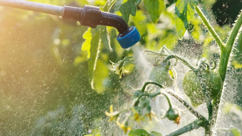 Should You Buy Ladybugs as Natural Pest Control?