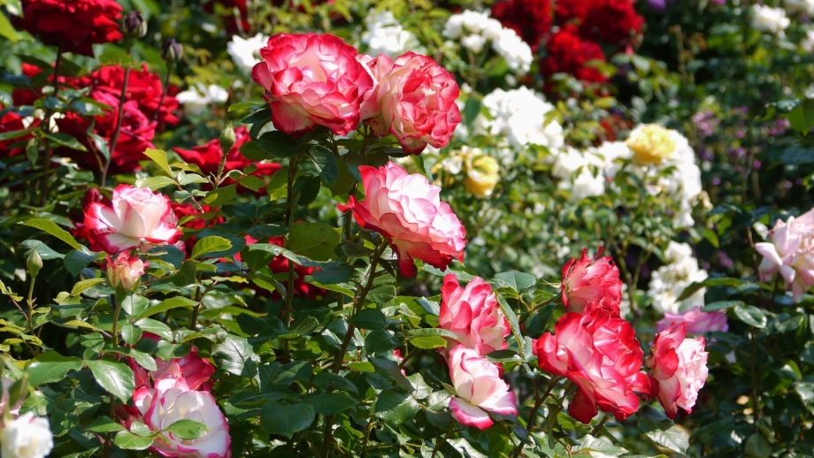 20 Most Beautiful Grandiflora Roses for Your Home Garden