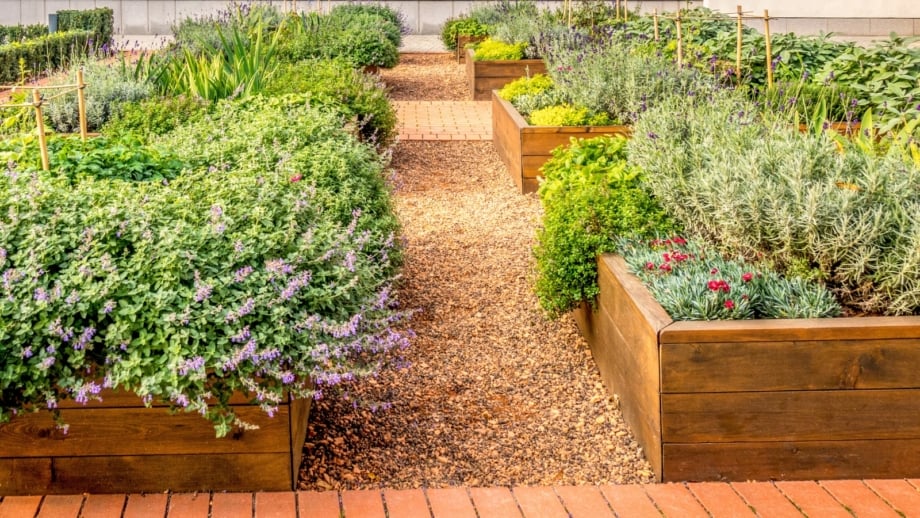 How to Grow a Pollinator Garden in Raised Beds