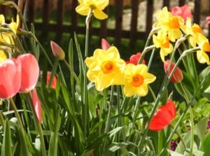 Close-up of blooming red tulips and yellow daffodils in a garden under full sun. The tulips display bold, goblet-shaped blooms in vibrant shades of red, ranging from deep crimson to bright scarlet. These blooms rise on sturdy stems amidst a backdrop of slender, green leaves. The daffodils boast sunny yellow petals, appearing to be bulbs need divided