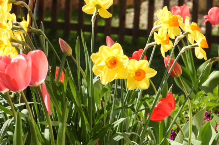 Close-up of blooming red tulips and yellow daffodils in a garden under full sun. The tulips display bold, goblet-shaped blooms in vibrant shades of red, ranging from deep crimson to bright scarlet. These blooms rise on sturdy stems amidst a backdrop of slender, green leaves. The daffodils boast sunny yellow petals, appearing to be bulbs need divided
