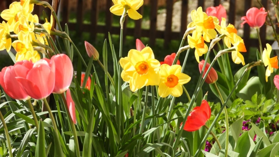 Close-up of blooming red tulips and yellow daffodils in a garden under full sun. The tulips display bold, goblet-shaped blooms in vibrant shades of red, ranging from deep crimson to bright scarlet. These blooms rise on sturdy stems amidst a backdrop of slender, green leaves. The daffodils boast sunny yellow petals, appearing to be bulbs need divided