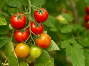 A cluster of cherry tomatoes, some ripe and some still green, hang delicately from the vine, promising a burst of sweetness. Behind them, green leaves form a lush backdrop, accentuating the vivid colors of the tomatoes, showing growing cherry tomatoes