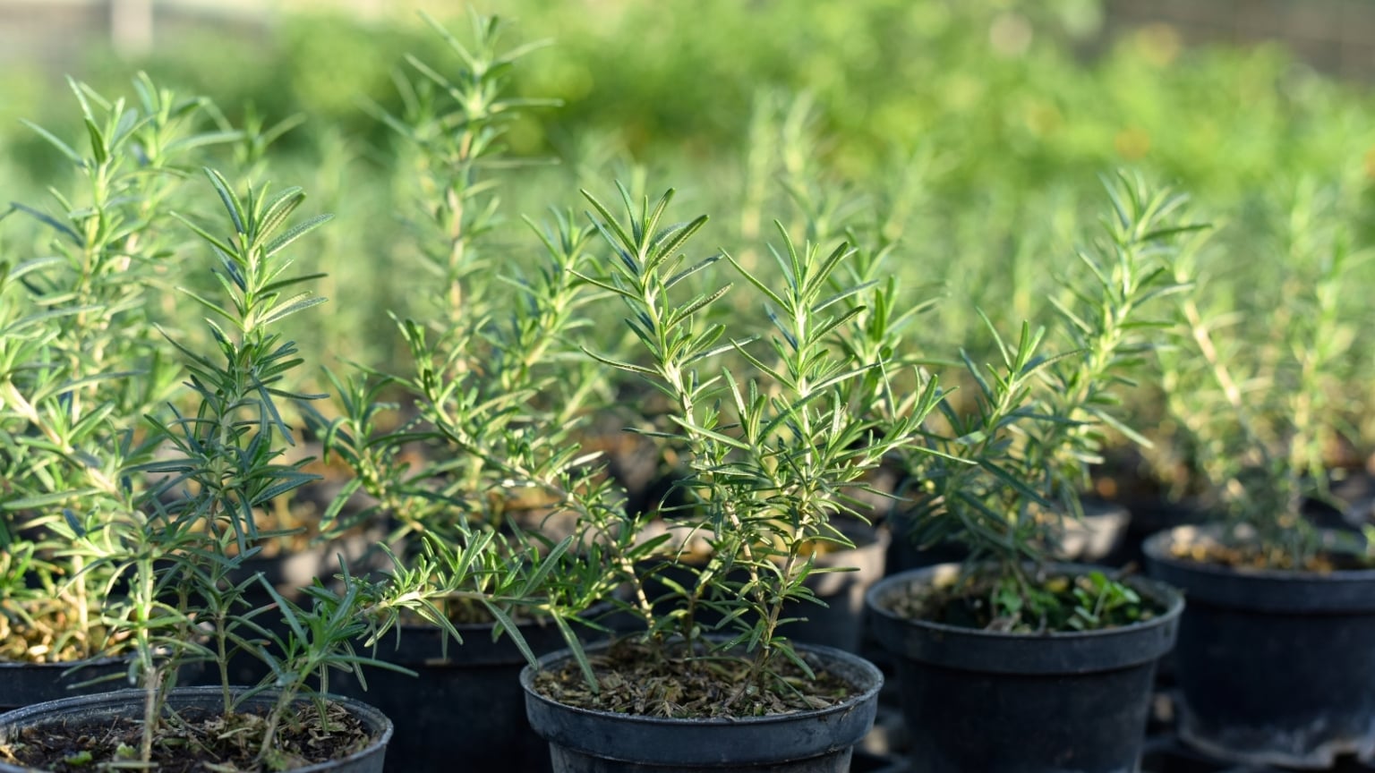 21 Heat-Tolerant Herbs For Hot Climates