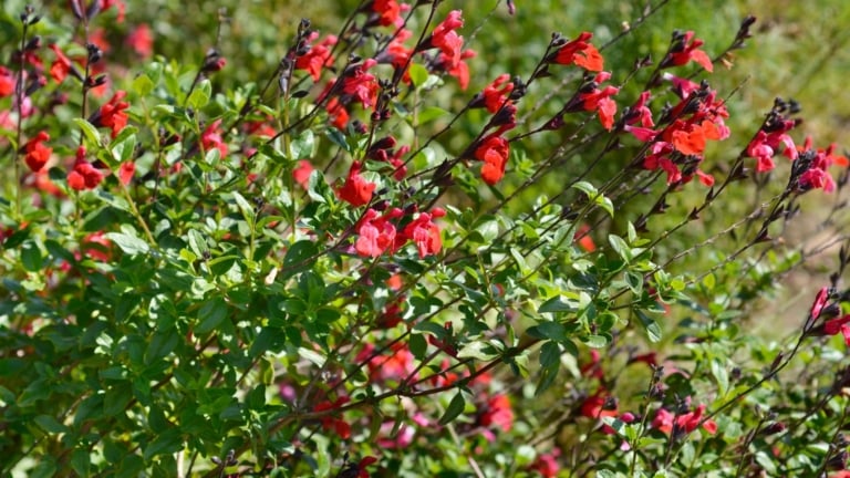 How to Plant, Grow, and Care for Autumn Sage