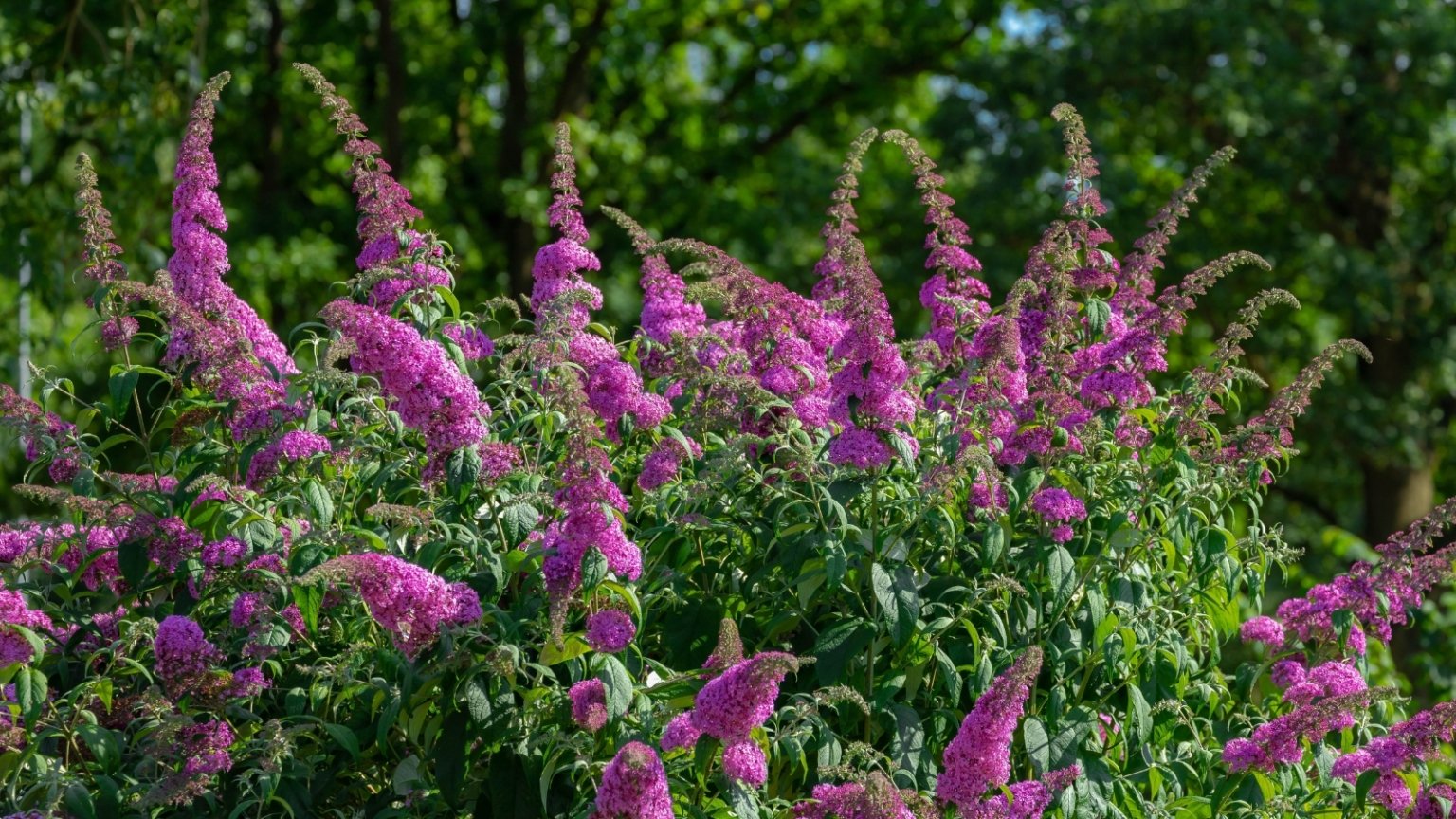 7 Reasons You Shouldn't Plant Butterfly Bush
