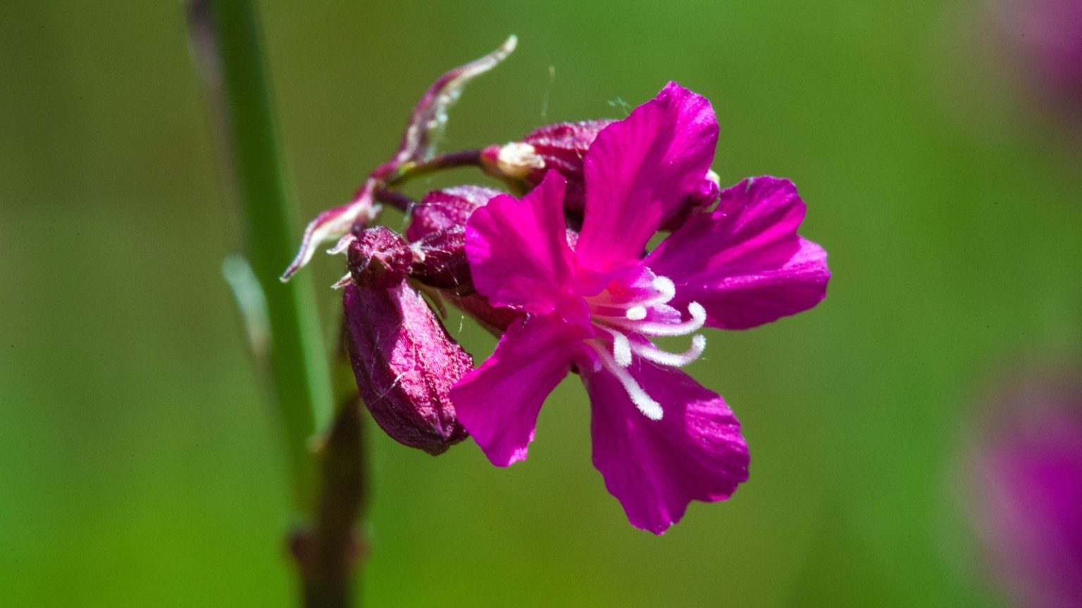How to Plant, Grow, and Care for Sticky Catchfly