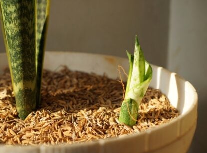 A white pot containing snake plants with one appearing established while the other is only just propagating under the warm sunlight