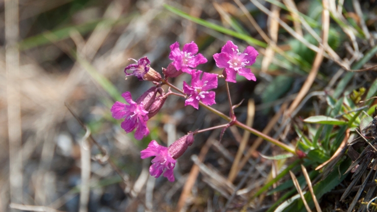 How to Plant, Grow, and Care for Sticky Catchfly