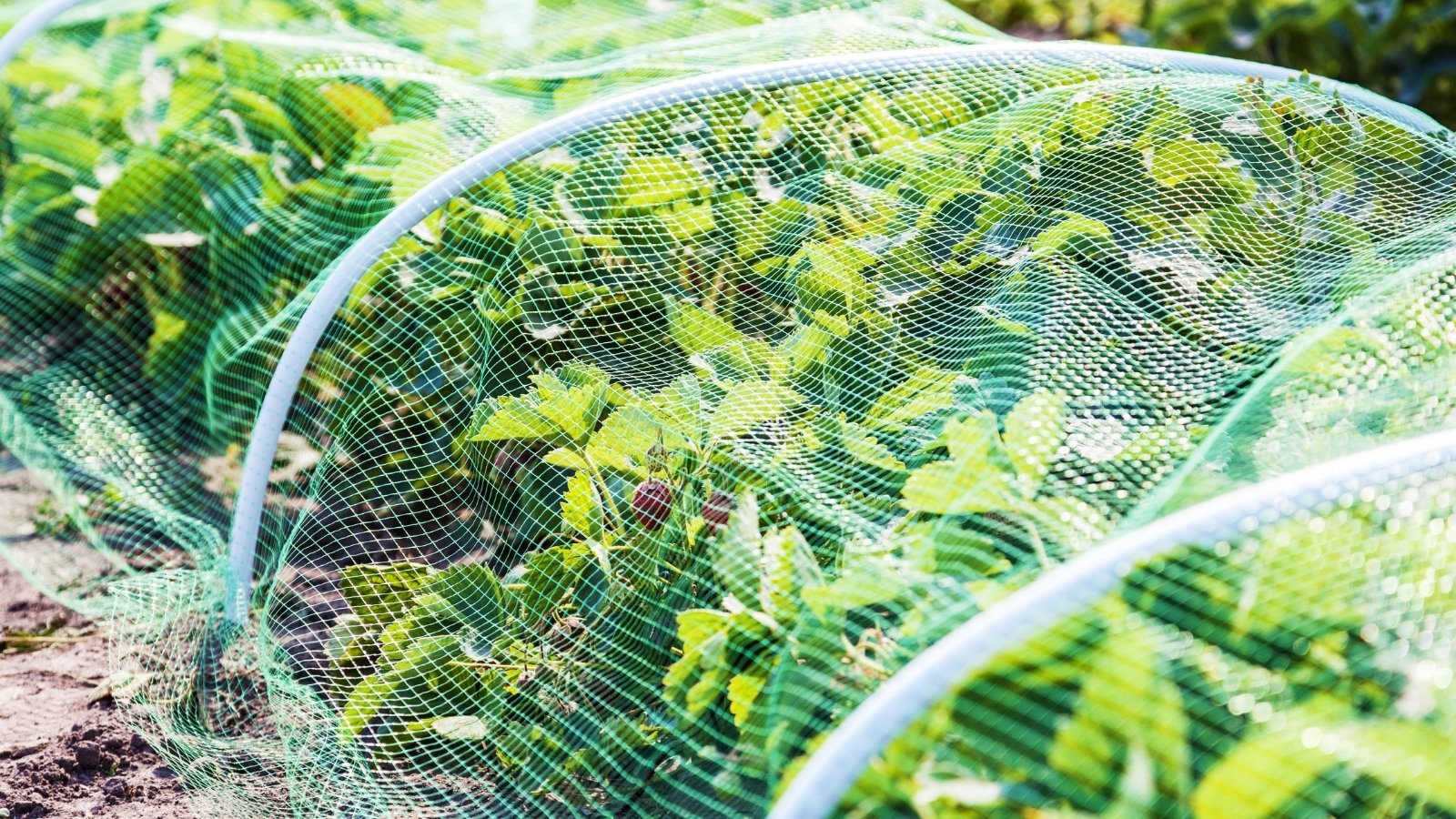 How Much Sun Do Strawberries Need?