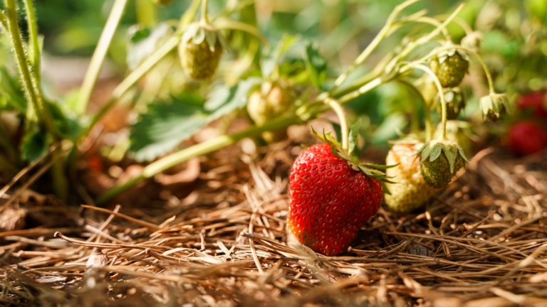 Strawberr Not Ripe 7 Benefits of Removing Strawberry Runners