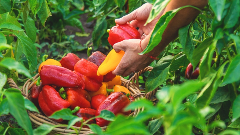 Extending the Harvest: Fall Care for Pepper Plants