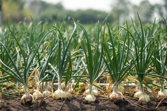 A close-up reveals onions, their bulbs nestled in rich brown soil. The bulbs, plump and firm, promise a bountiful harvest. Their vibrant green leaves stretch outward, catching the sunlight, while neighboring onions blur softly in the background.