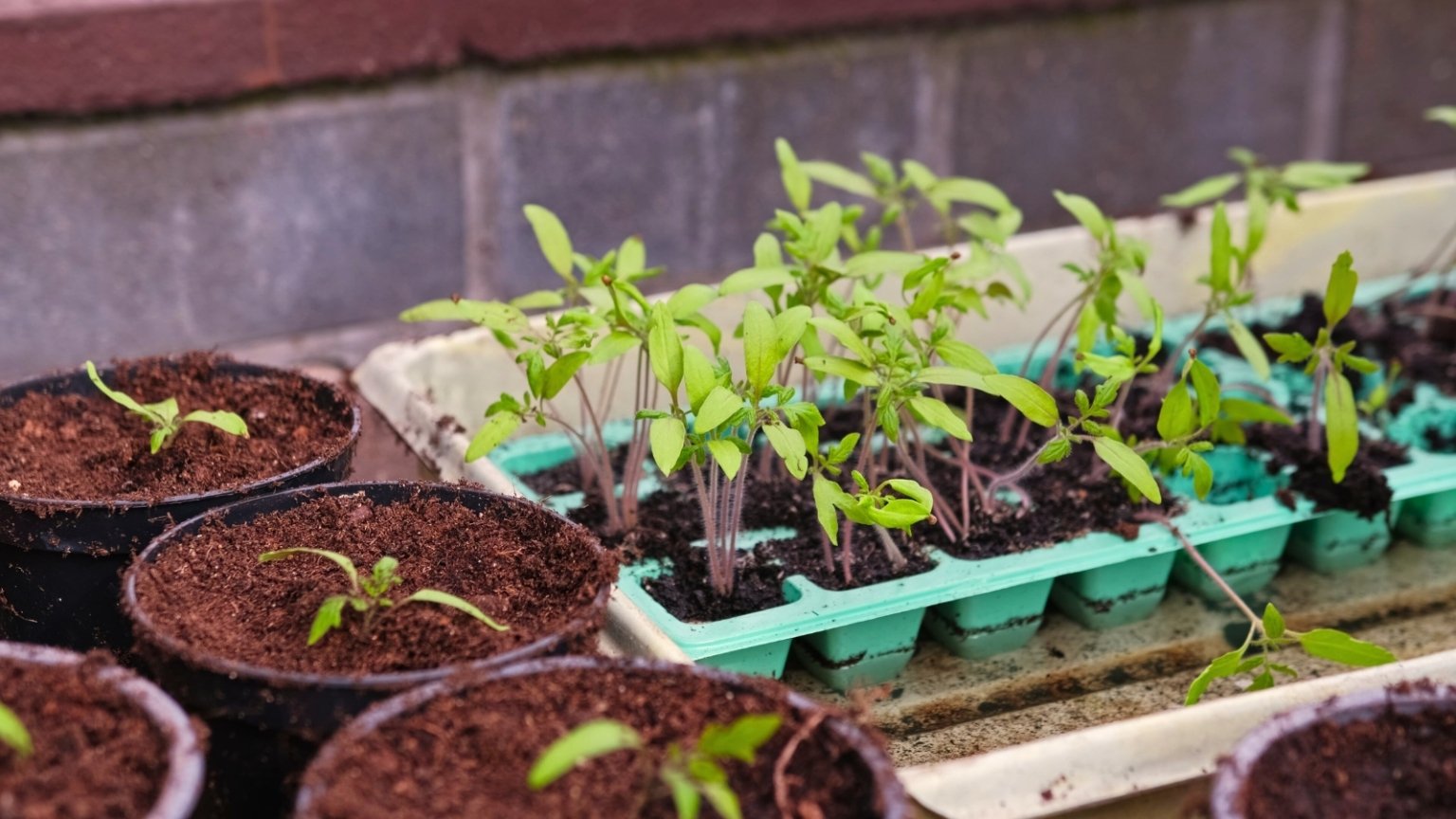Коли миколая по новому календарю в травні