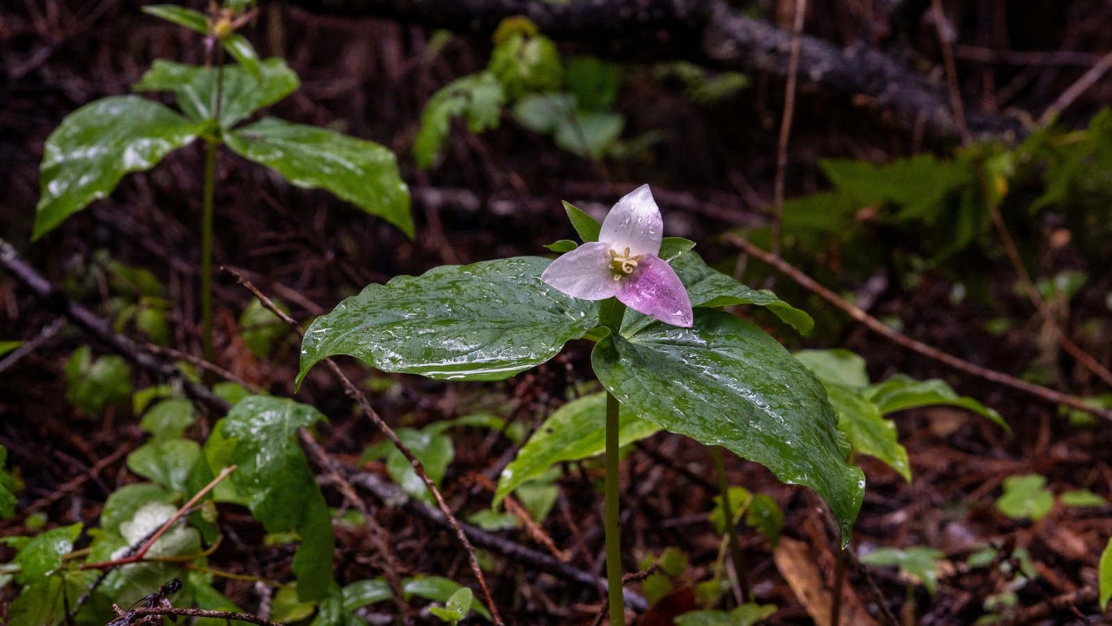 Trillium presents sturdy stems topped with solitary, three-petaled flowers in hues of pink, accompanied by broad, ovate leaves, covered with raindrops in the garden.