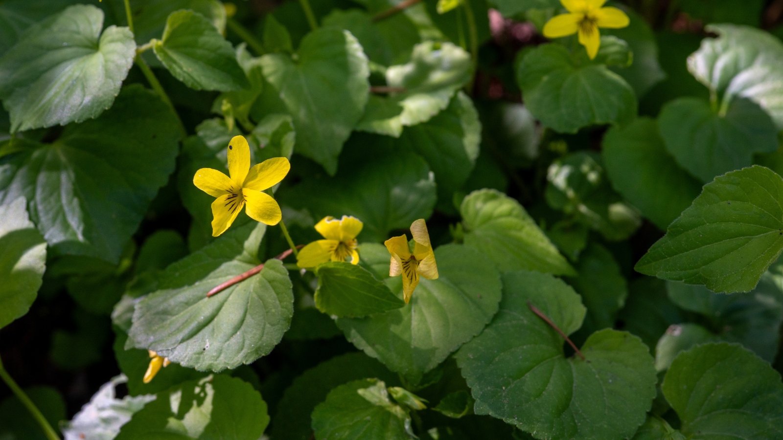 Viola sempervirens features slender stems carrying delicate, yellow flowers and evergreen, heart-shaped leaves.