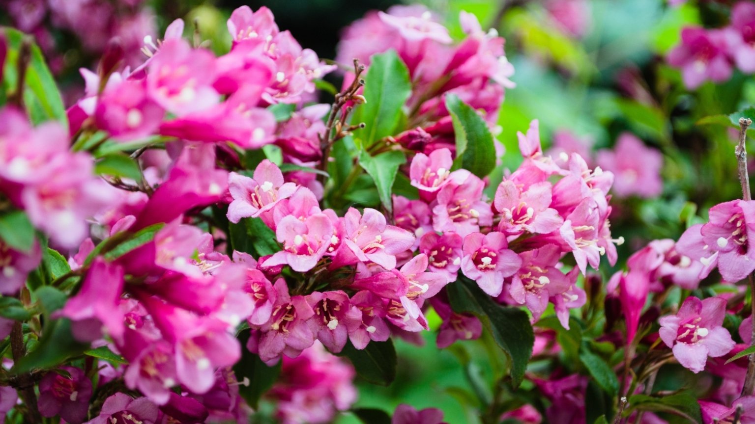 17 and DeerResistant Weigela Varieties for Your Garden