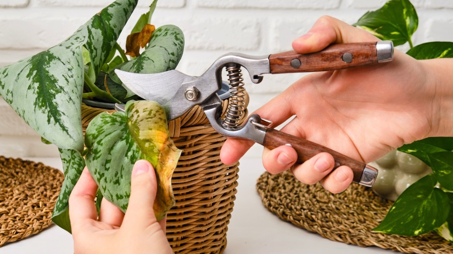 9 Ways to Save Over-Fertilized Plants