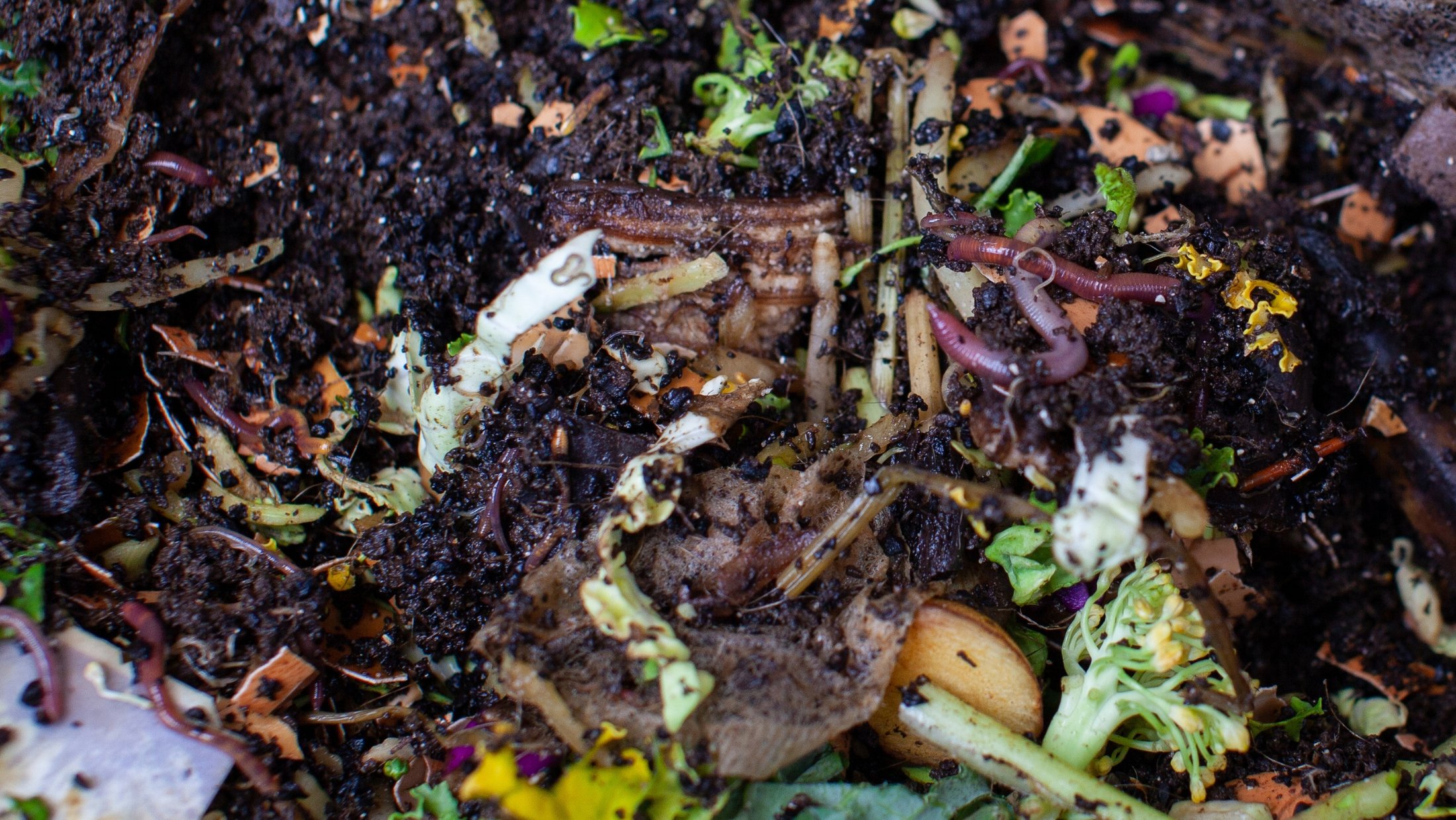 Close up of earthworms in a pile of fertile soil that is filled with food scraps that is breaking down and turning into compost.