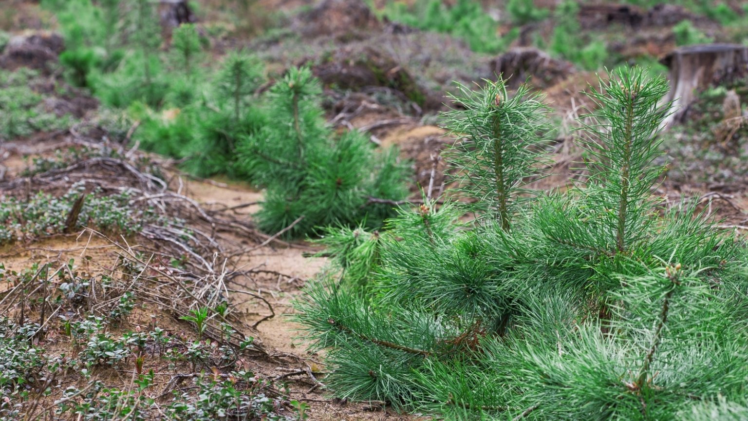 Pine Tree Growth Rates: How Fast do Pine Trees Grow?