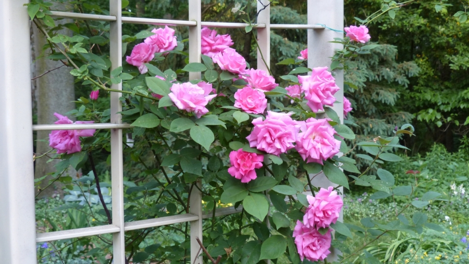 What are Hybrid Perpetual, Bourbon, and Portland Roses?