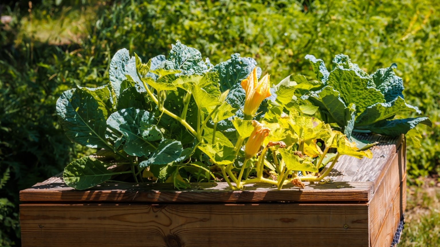 27 EasytoGrow Vegetables for Raised Beds