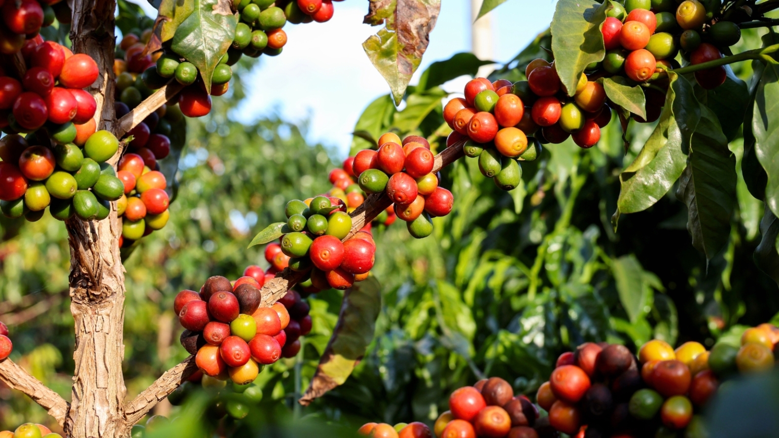 thumbnail image 2 of Frozen Seed Capsules - Dwarf Coffee Plant (Coffea Arabica 2 of 12